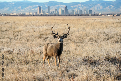 Photography Denver Skyline - Mule Deer Buck