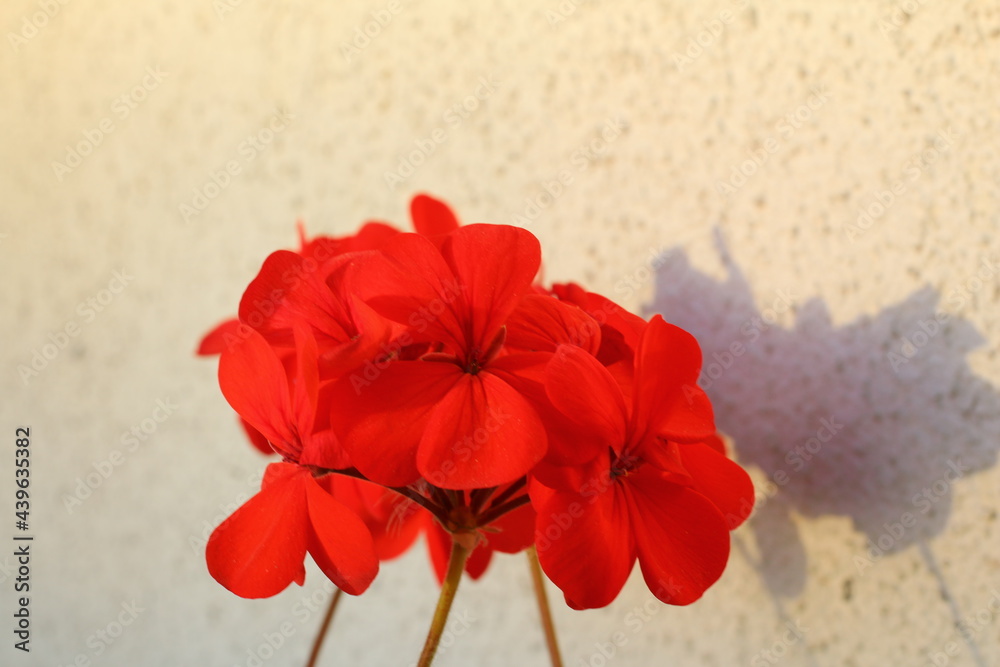 red geranium in summer