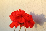 red geranium in summer