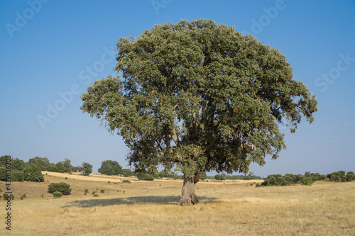 Cuadro en lienzo Holm oak