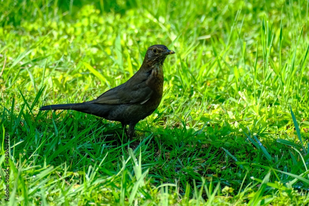 The bird on grass in park, Sochi, Russia. The bird on grass in park, Sochi, Russia.