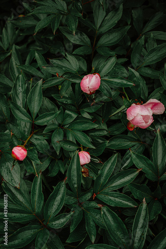 green bush with pink peonies in the garden