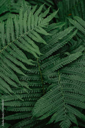 large green fern leaves