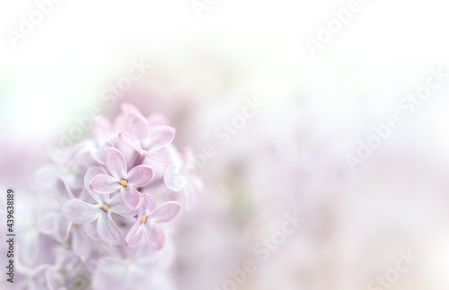 Close-up image of lilac flowers in springtime