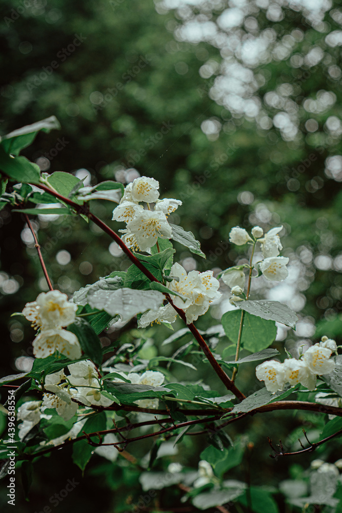 jasmine flowers with raindrops jasmine flowers with raindrops