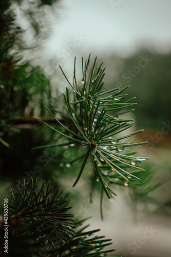 raindrops on helen fir needles