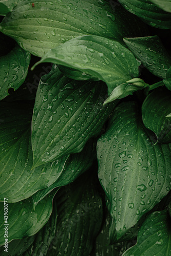 green leaves hosts with raindrops in the garden