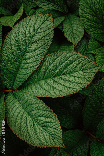 green leaves with raindrops in the garden