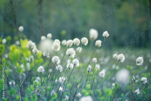 A forest landscape with cottongrass growing in the wet area of woodland. Summertime scenery of Northern Europe.