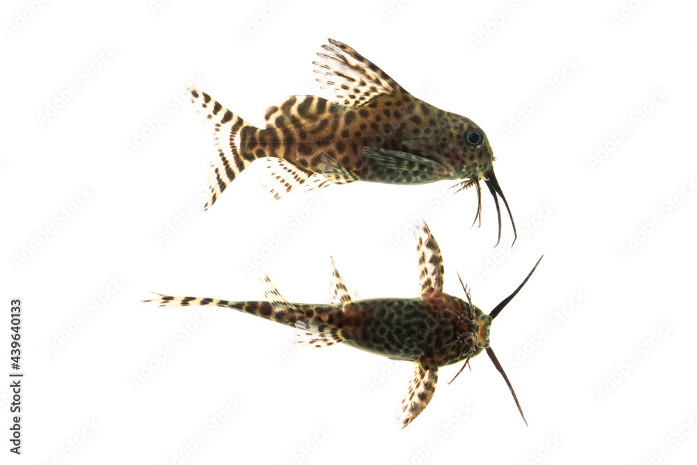 Juvenile of Synodontis eupterus (featherfin squeaker), a species of mochokid catfishes found throughout Africa, Isolated on wihte background Juvenile of Synodontis eupterus (featherfin squeaker), a species of mochokid catfishes found throughout Africa, Isolated on wihte background