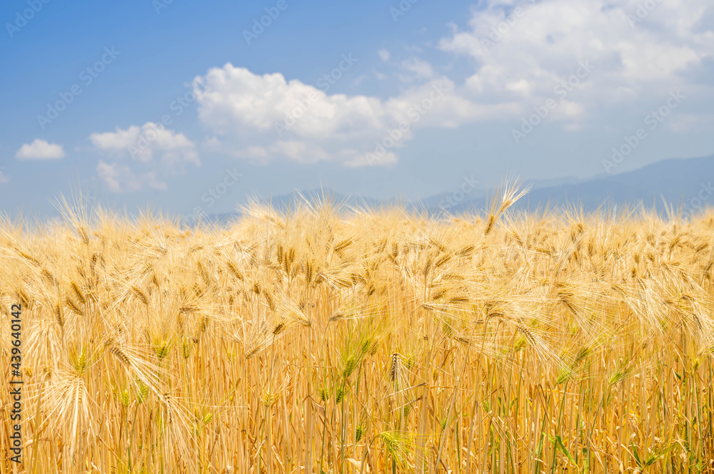 Fototapeta premium 実った大麦 六条大麦