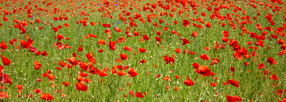 Field of red poppies close up. Beautiful background. Summer wallpaper.
