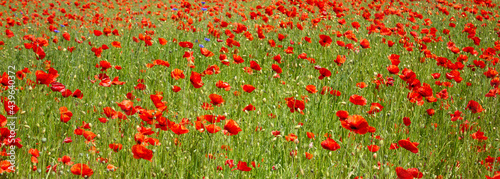 Field of red poppies close up. Beautiful background. Summer wallpaper.