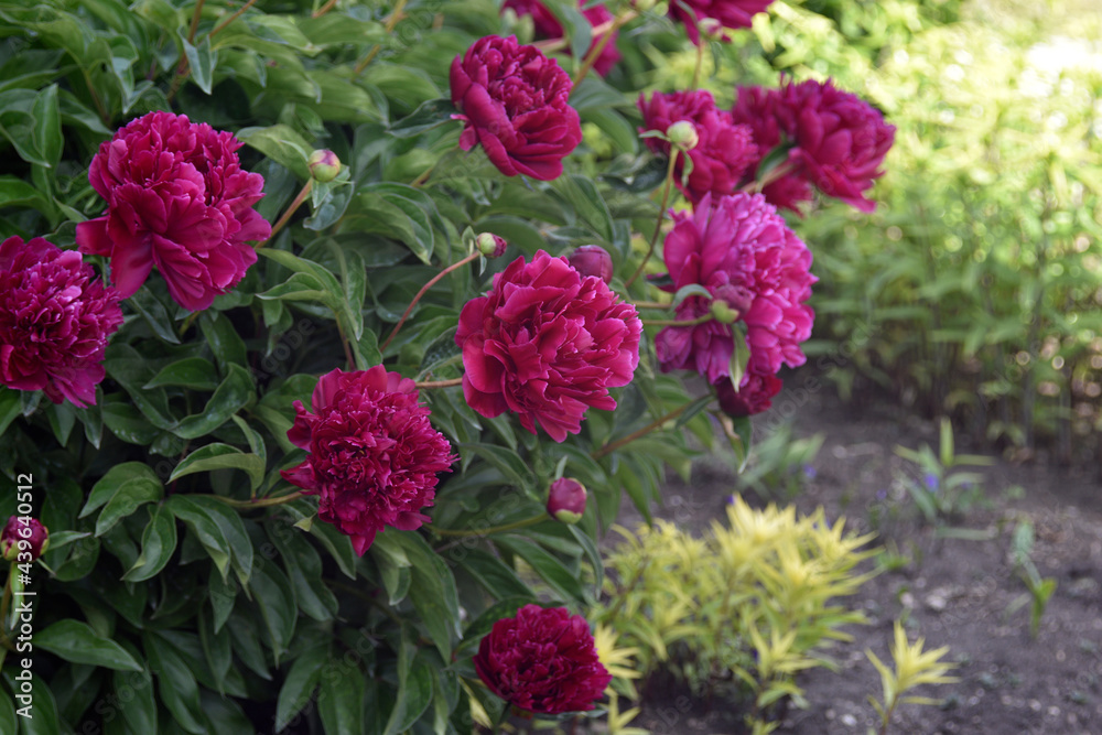 Red large peony flowers on a green bush Red large peony flowers on a green bush