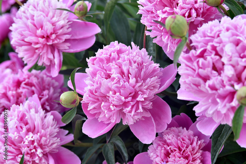 Pink large peony flowers on a green bush