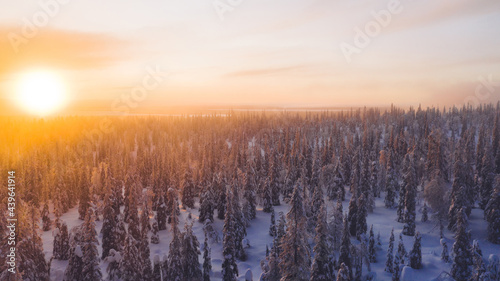 Aerial view from drone of snowy pines of endless coniferous forest trees in Lapland National park, bird’s eye scenery view of natural landmark in Riisitunturi on winter season at sunset golden light