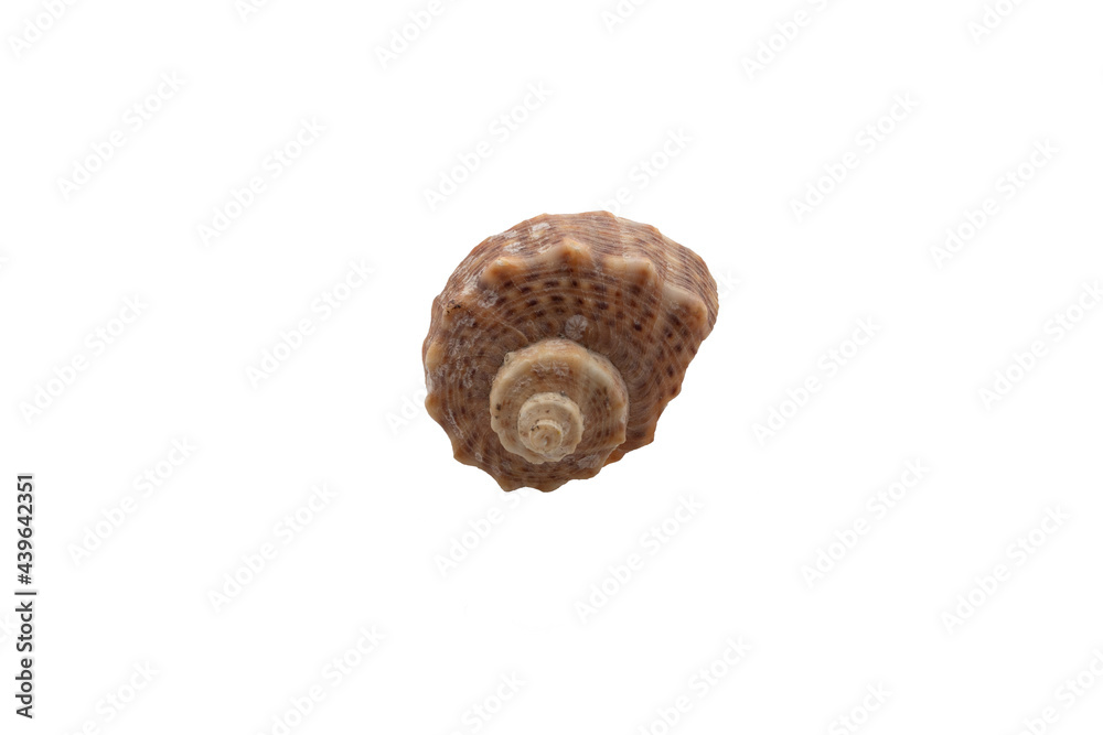 Seashell isolated on a white solid background under cut for design in the center of the frame. Seashell isolate concept for insertion into the layout. High quality photo Seashell isolated on a white solid background under cut for design in the center of the frame. Seashell isolate concept for insertion into the layout. High quality photo