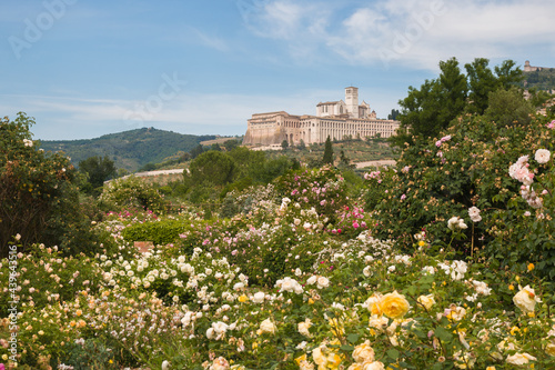 The famous Basilica of St. Francis of Assisi (Basilica Papale di San Francesco) view from the rose garden in the spring season, Umbria, Italy