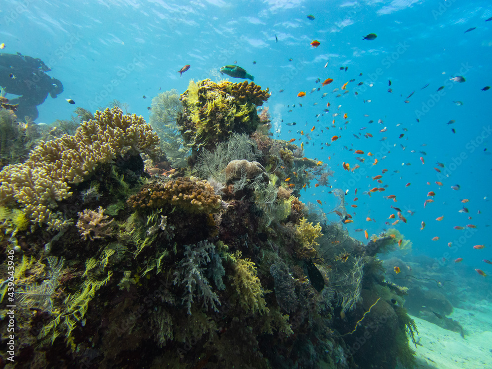Φωτογραφία Beautiful coral reefs landscape of Reunion and Mayotte island