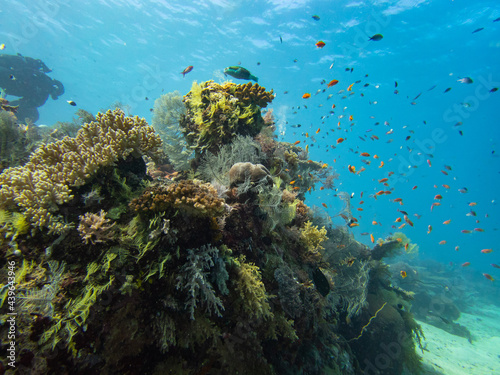 Beautiful coral reefs landscape of Reunion and Mayotte island © aylerein