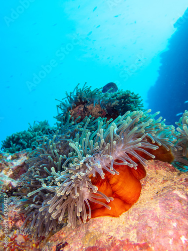 Orange anemone sheltering clown fishes