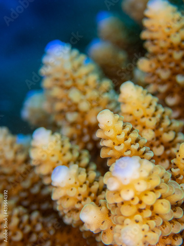 Close up on tropical corals of Reunion island and Mayotte