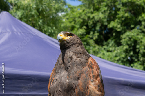 The head and body of a golden eagle bird.