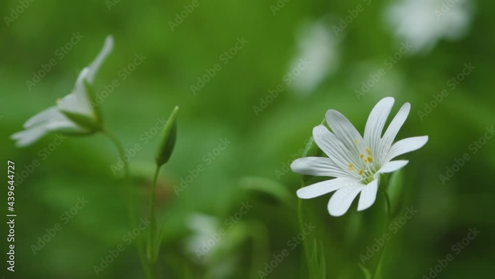 White beautiful flower on a background of green grass White beautiful flower on a background of green grass