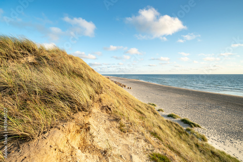 Dune landscape on Sylt  Schleswig-Holstein  Germany