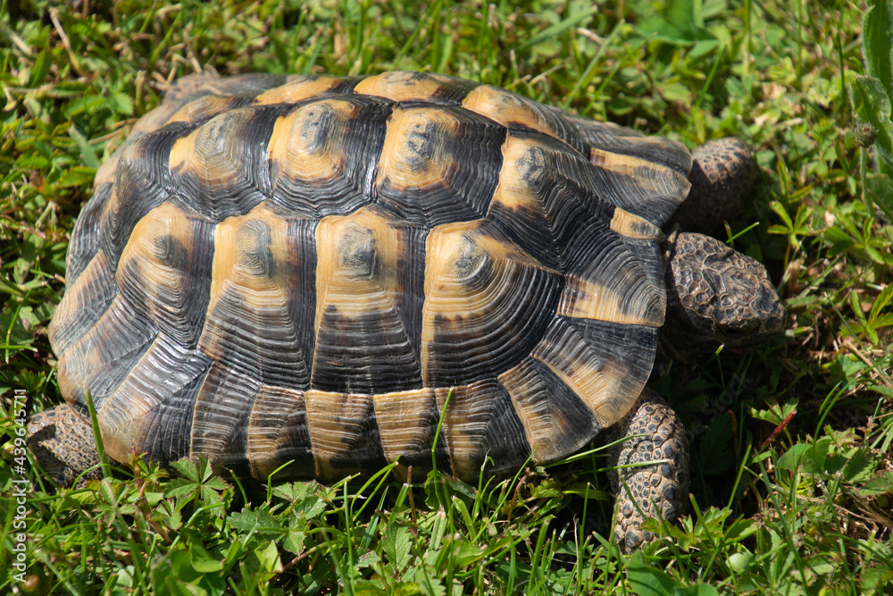 western hermann´s tortoise female on the green grass on hot summer day western hermann´s tortoise female on the green grass on hot summer day
