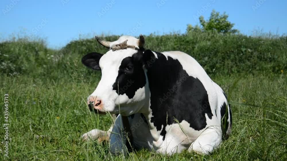 Black and white cow is resting and feeding green grass a summer day Black and white cow is resting and feeding green grass a summer day