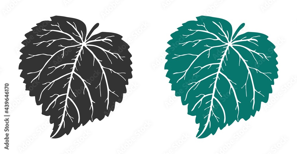 Linden leaf of medicinal tree in black and green