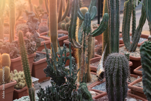 cactus in pots in a greenhouse