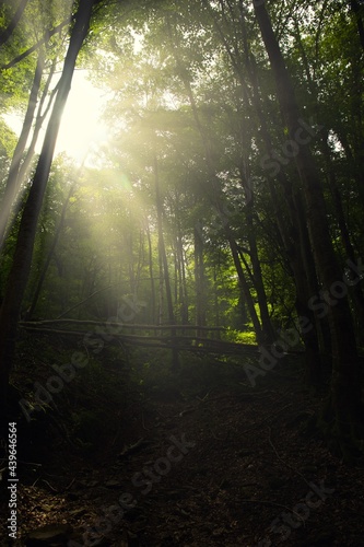 Fototapeta Naklejka Na Ścianę i Meble -  Tropical forest with tall trees. The rays of a bright yellow sun shine through the crowns of trees. Evening is approaching. The humid air creates a slight haze in the forest.