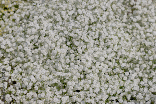 Selective focus of white tiny flowers Common baby's-breath, Gypsophila paniculata or Snowflake white is a species of flowering plant in the family Caryophyllaceae, Nature floral pattern background. photo