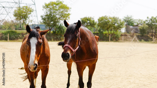 rescued horses in animal rescue center