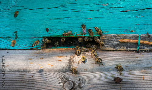 The bees near the rustic blue hive