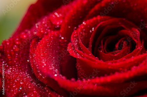 Fototapeta Naklejka Na Ścianę i Meble -  Rose Blumen 
