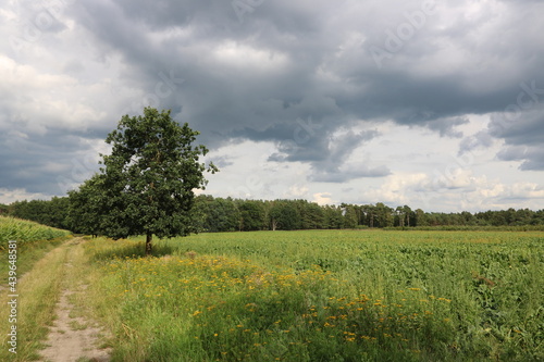 Gewitterwolken   ber Feldweg im Sommer