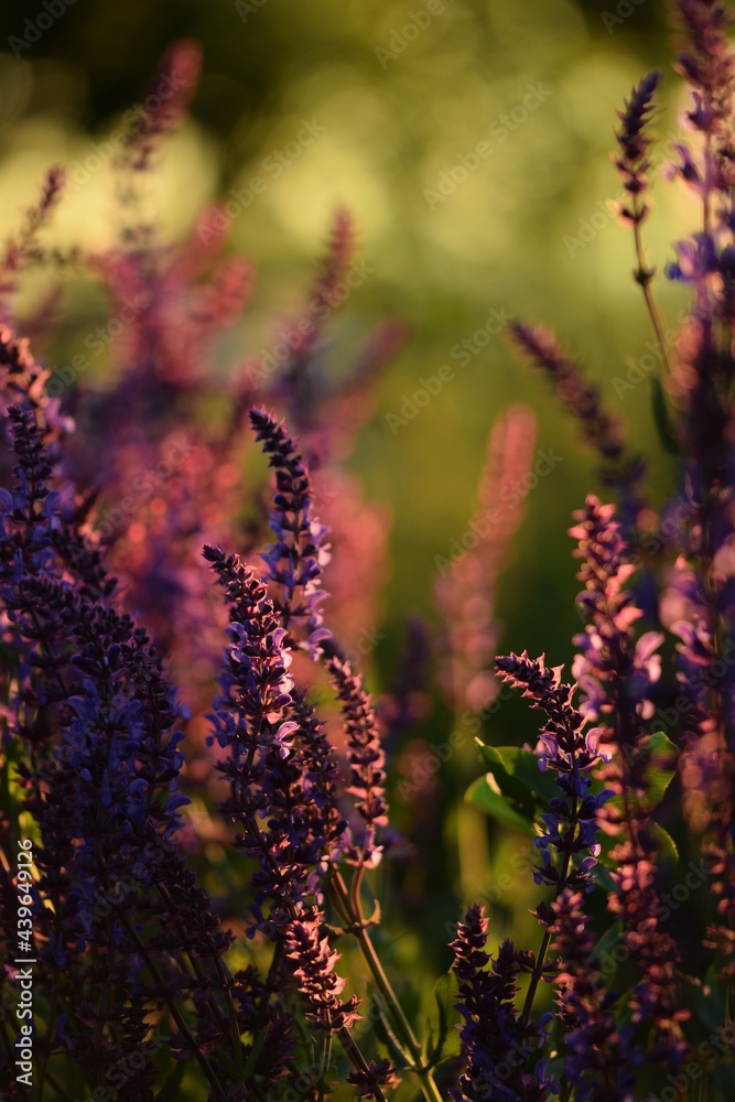 Salvia nemorosa blooming in beautiful sunset garden, bokeh background, summer garden beauty. Salvia nemorosa blooming in beautiful sunset garden, bokeh background, summer garden beauty.