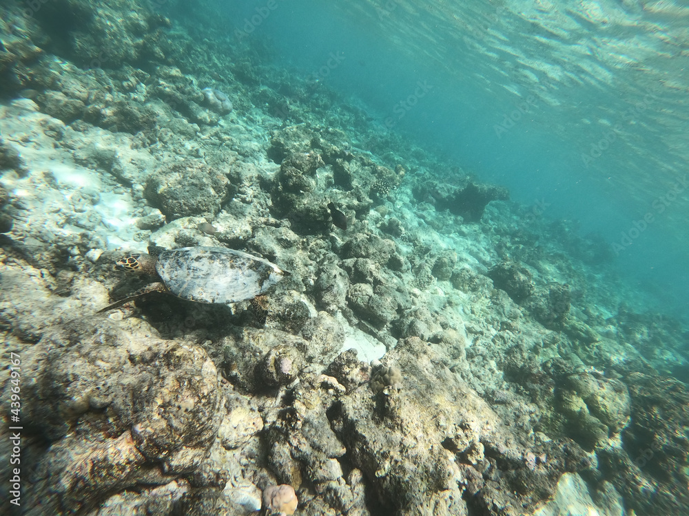 Tortoise Turtle - Eretmochelys imbricata floats under water. Maldives Indian Ocean coral reef.