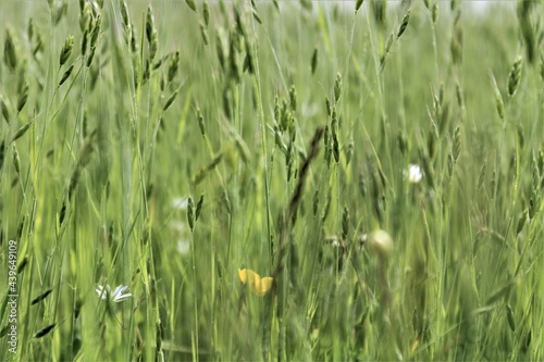 green grass in the wind