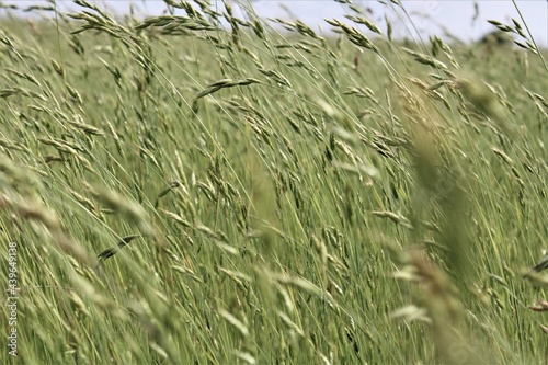 grass and water