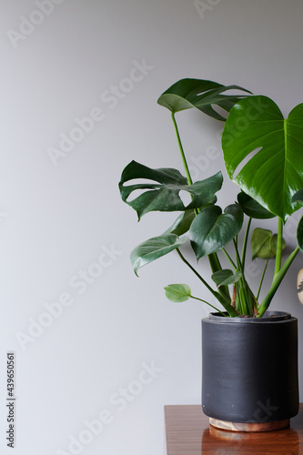 Indoor Monstera plant against a grey wall with copy space