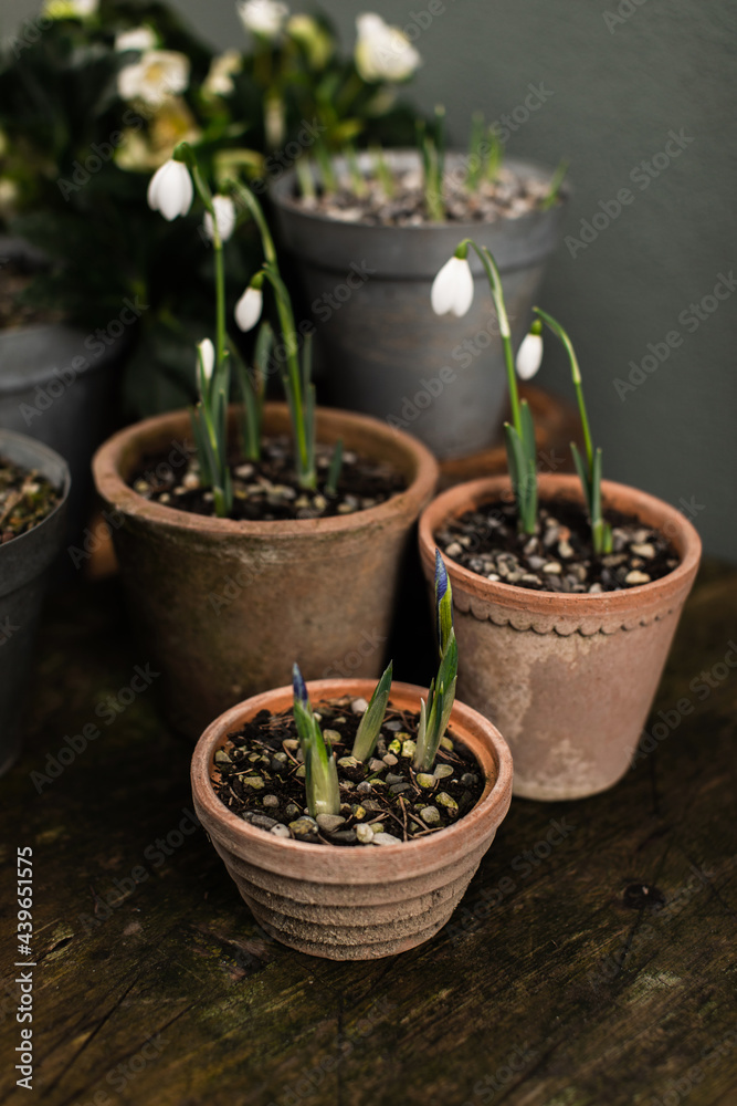 POts with winter snowdrops in bloom POts with winter snowdrops in bloom