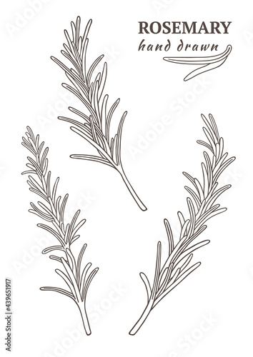 Vector hand drawn rosemary. Black and white set of rosemary branches isolated on white background. Botanical vector illustration