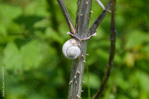 wite small snail climbing a plant