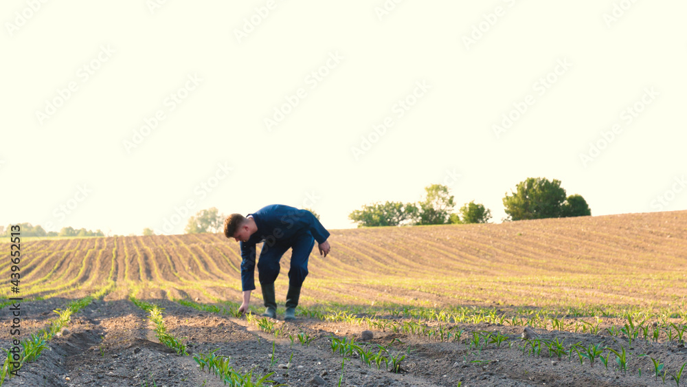 A farmer walks across a field of ripe wheat in rays of the sunset. Agricultural plantation. A businessman examines his wheat field, analysis of the grain harvest. Ears with grain in a field in the sun A farmer walks across a field of ripe wheat in rays of the sunset. Agricultural plantation. A businessman examines his wheat field, analysis of the grain harvest. Ears with grain in a field in the sun