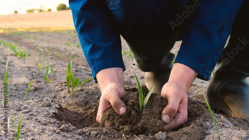 Hands of farmer growing and nurturing tree growing on fertile soil with green and yellow bokeh background.  