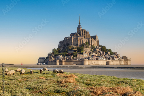 Mont Saint Michel abbey at sunrise, UNESCO world heritage site. Flock of sheep grazing in front of it. Normandy, France.